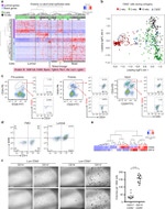 CD14 Antibody in Flow Cytometry (Flow)