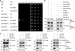 Myc Tag Antibody in Western Blot (WB)