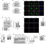 PP1 alpha Antibody in Western Blot, Immunoprecipitation (WB, IP)