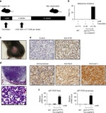 PAX3 Antibody in Immunohistochemistry (IHC)