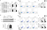 Granzyme B Antibody in Flow Cytometry (Flow)