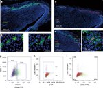 CD90.2 (Thy-1.2) Antibody in Immunohistochemistry (IHC)