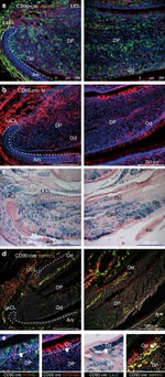 CD90.2 (Thy-1.2) Antibody in Immunohistochemistry (Frozen) (IHC (F))