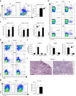 IL-17A Antibody in Flow Cytometry (Flow)