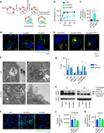 FITC Antibody in Immunocytochemistry (ICC/IF)