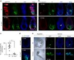 GFP Antibody in Immunohistochemistry (Frozen) (IHC (F))