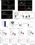 Ly-6A/E (Sca-1) Antibody in Flow Cytometry (Flow)