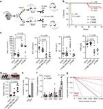 CD16/CD32 Antibody in Flow Cytometry (Flow)