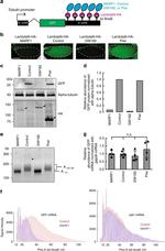 GFP Antibody in Western Blot (WB)