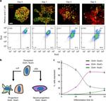 SOX2 Antibody in Flow Cytometry (Flow)