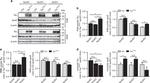 Tau Antibody in Western Blot (WB)