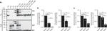 Tau Antibody in Western Blot (WB)