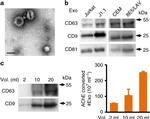 CD81 Antibody in Western Blot (WB)