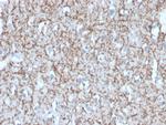 Myelin Basic Protein Antibody in Immunohistochemistry (Paraffin) (IHC (P))