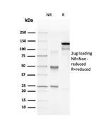 Myelin Basic Protein Antibody in SDS-PAGE (SDS-PAGE)