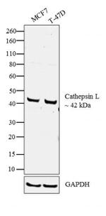 Cathepsin L Antibody in Western Blot (WB)