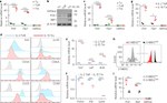 CD69 Antibody in Flow Cytometry (Flow)