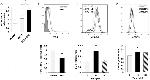 Phospho-STAT5 (Tyr694) Antibody in Flow Cytometry (Flow)