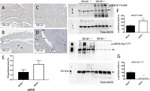 eNOS Antibody in Western Blot (WB)