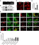 EEA1 Antibody in Immunocytochemistry (ICC/IF)