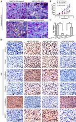 Endomucin Antibody in Immunohistochemistry (IHC)