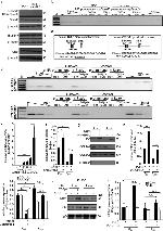 ID3 Antibody in Western Blot, Immunoprecipitation (WB, IP)