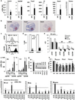 Gata-4 Antibody