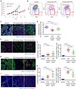 Ki-67 Antibody in Immunocytochemistry (ICC/IF)