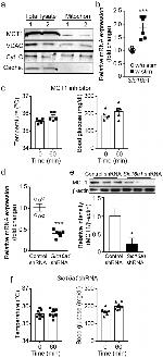 VDAC Antibody in Western Blot (WB)