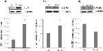 CCR5 Antibody in Western Blot (WB)