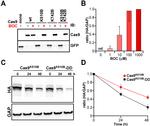 HA Tag Antibody in Western Blot (WB)