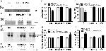 J Chain Antibody in Western Blot (WB)