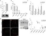 CD3e Antibody in Flow Cytometry (Flow)