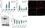 CD3e Antibody in Flow Cytometry (Flow)