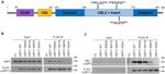 DYKDDDDK Tag Antibody in Western Blot (WB)