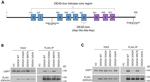 DYKDDDDK Tag Antibody in Western Blot (WB)