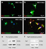 FXR Antibody in Western Blot, Immunocytochemistry (WB, ICC/IF)