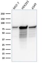 MCM7 Antibody in Western Blot (WB)