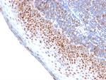 MCM7 Antibody in Immunohistochemistry (Paraffin) (IHC (P))