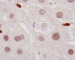 LXR alpha Antibody in Immunohistochemistry (Paraffin) (IHC (P))