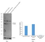 LXR beta Antibody in Western Blot (WB)