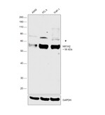 LXR beta Antibody in Western Blot (WB)