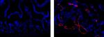 LYVE1 Antibody in Immunohistochemistry (Frozen) (IHC (F))