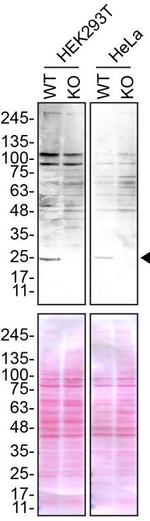 Sigma-1 Receptor Antibody