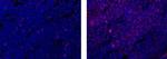 Rat IgG1 kappa Isotype Control in Immunohistochemistry (Frozen) (IHC (F))