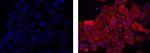 Mouse IgG1 kappa Isotype Control in Immunocytochemistry (ICC/IF)