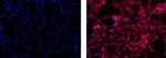 Mouse IgG1 kappa Isotype Control in Immunocytochemistry (ICC/IF)