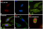 Ki-67 Antibody in Immunocytochemistry (ICC/IF)