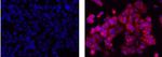 Cytokeratin 7 Antibody in Immunocytochemistry (ICC/IF)