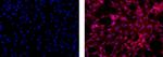 GFAP Antibody in Immunocytochemistry (ICC/IF)